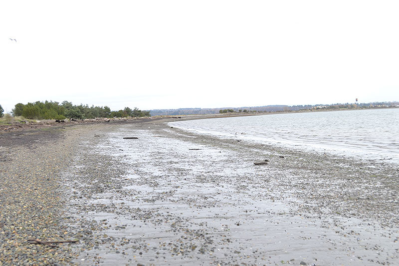 Volunteers would survey this length of beach in Drayton Harbor along Semiahmoo spit.  Photo by Steve Guntli 